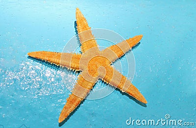 Orange starfish against aqua blue background