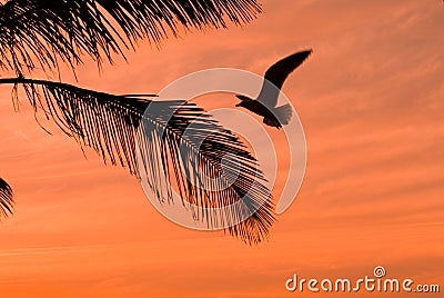 Orange sunset with palm