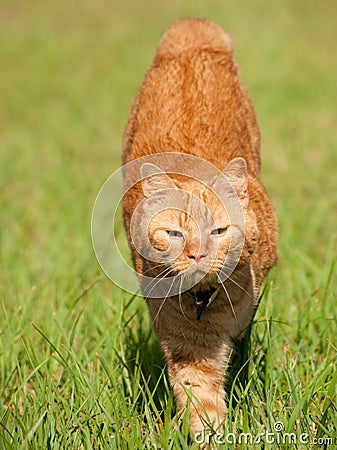 Orange tabby cat running