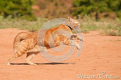 Orange tabby cat running across red sand