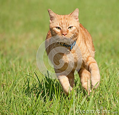 Orange tabby cat running fast towards the viewer