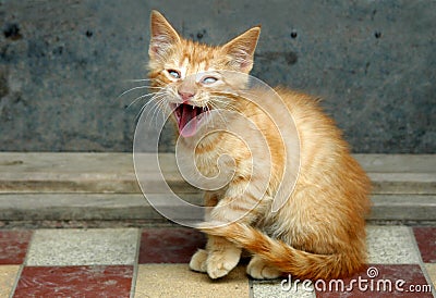 Orange tabby cat screaming