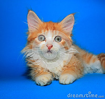 Orange tabby kitty