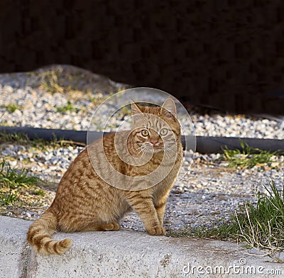 Orange Tabby - Yellow Cat