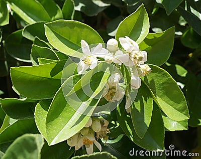 Orange tree blossom