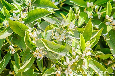 Orange tree blossom