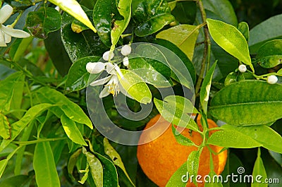 Orange tree branch with fruits and flowers