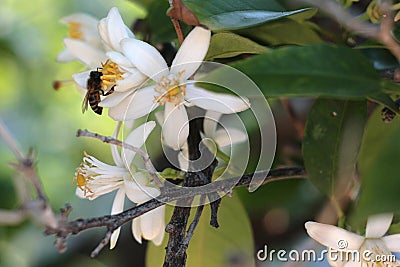 Orange tree flower