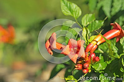 Orange trumpet flower