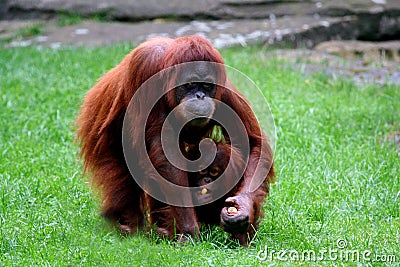 Orangutan with baby