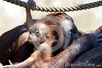 Orangutan baby