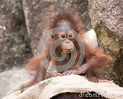 Orangutan - Baby with surprised look