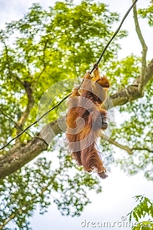 Orangutan with baby swinging in trees