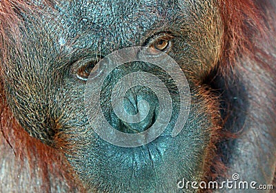 Orangutan