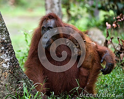 The orangutan Mum with a cub