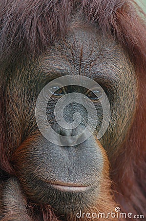 Orangutan portrait