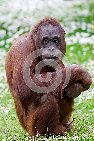 Orangutan portrait