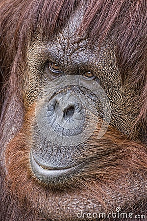 Orangutan portrait on the grass background