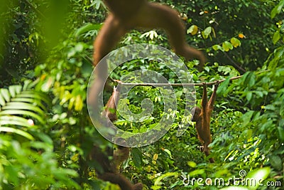 Orangutan Swinging Through Jungle Sepilok
