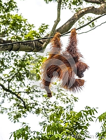 Orangutan swinging in trees