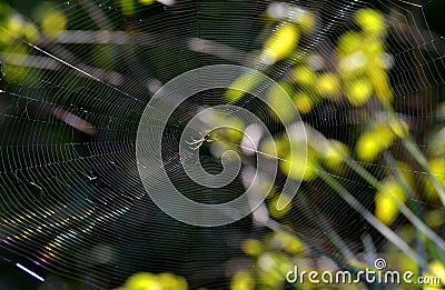 Orb Weaver Spider and its Web