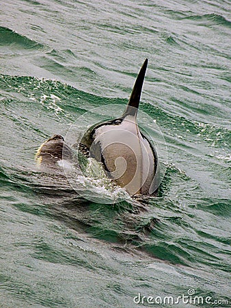 Orca Killer Whale Mother and Calf