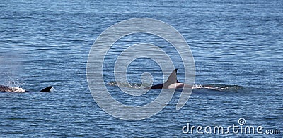 Orca Whales within the San Juan Islands giving chase
