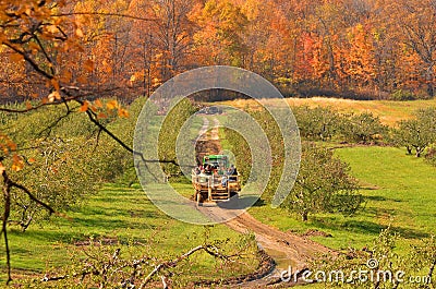 Hayride on pickup truck in autumn apple orchard