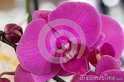 Orchid in bloom in spring