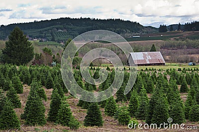 oregon-christmas-tree-farm-12286158.jpg
