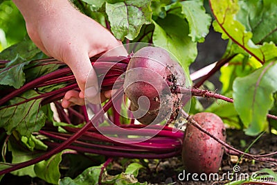 Organic beets