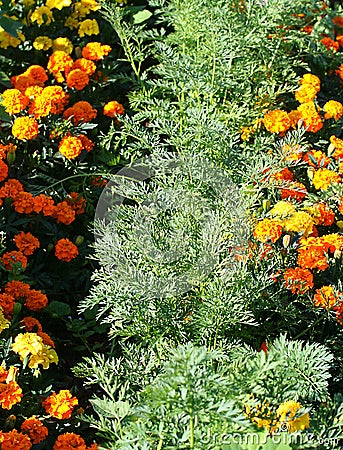 Organic companion planting carrots and marigolds.