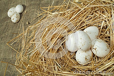 Organic domestic white eggs in straw nest