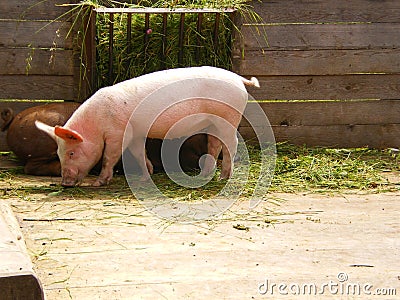 Organic farm pink pig eating