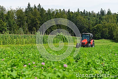 Organic farmer in tractor mowing clover field with rotary cutter