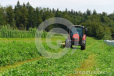 Organic farmer in tractor mowing clover field with rotary cutter