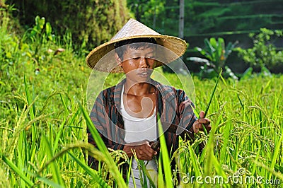 Organic farmer working and harvesting rice