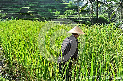 Organic farmer working and harvesting rice