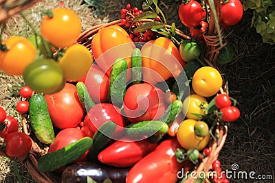 Organic food background Vegetables in the basket