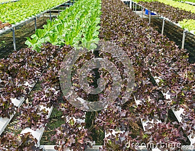 Organic hydroponic vegetable garden