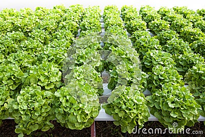 Organic hydroponic vegetable garden