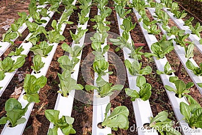 Organic hydroponic vegetable garden