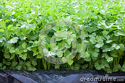 Organic hydroponic vegetable garden.