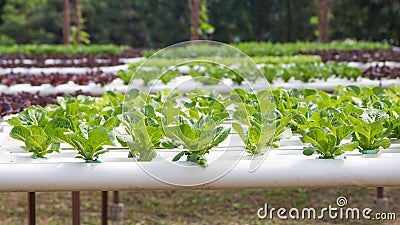 Organic hydroponic vegetable garden