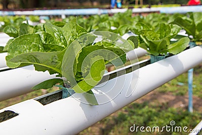 Organic hydroponic vegetable garden