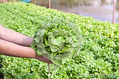 Organic hydroponic vegetable on hand in a garden.