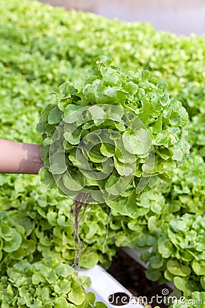 Organic hydroponic vegetable on hand in a garden.