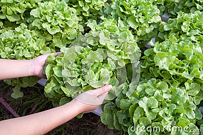 Organic hydroponic vegetable on hand in a garden.