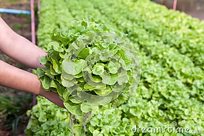 Organic hydroponic vegetable on hand in a garden.