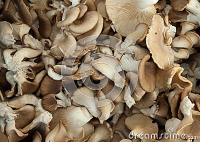 Organic oyster mushrooms